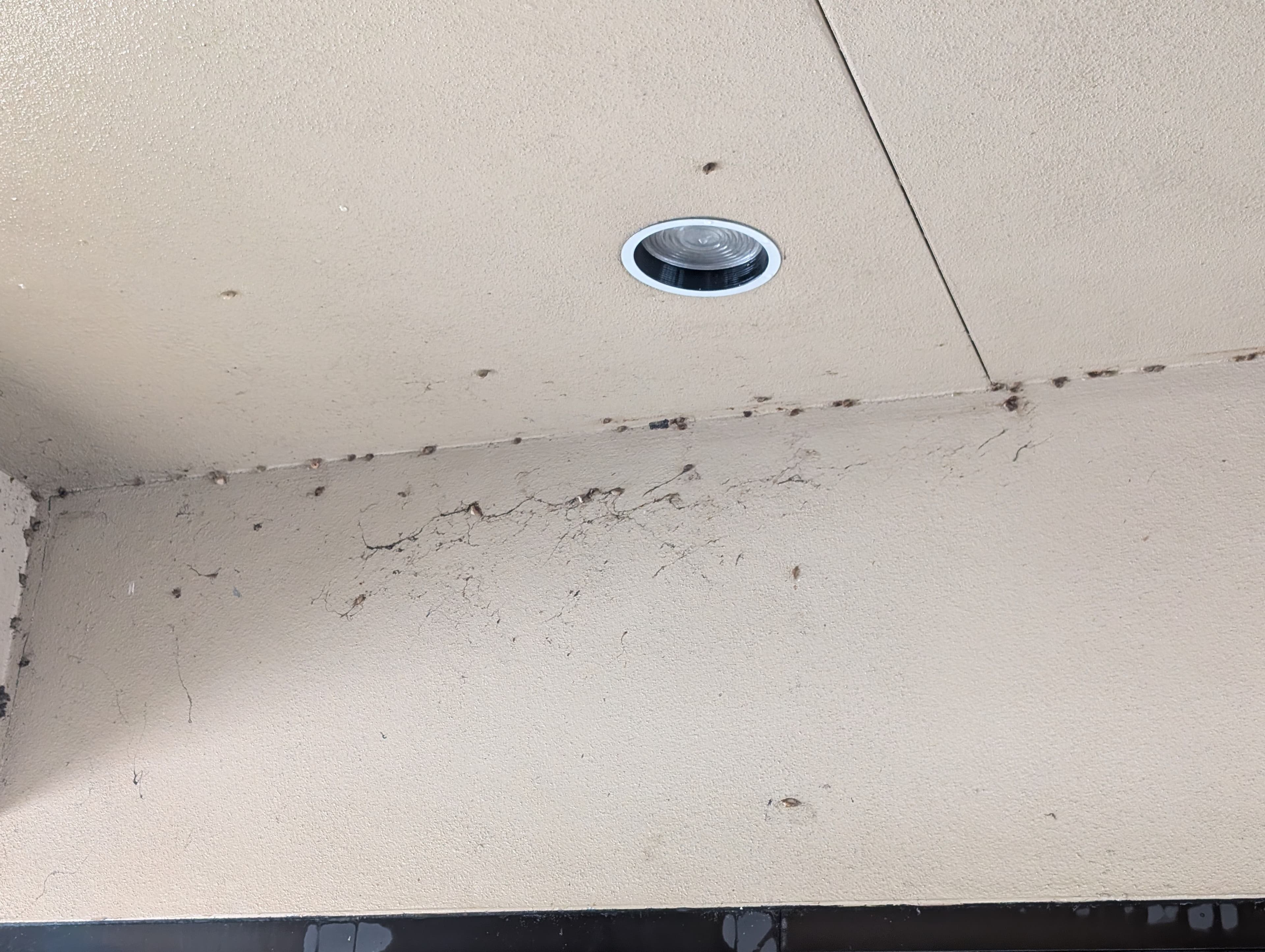 Project Commercial Break Area Cleaned of Webs, Larvae, and Built-Up Grime image