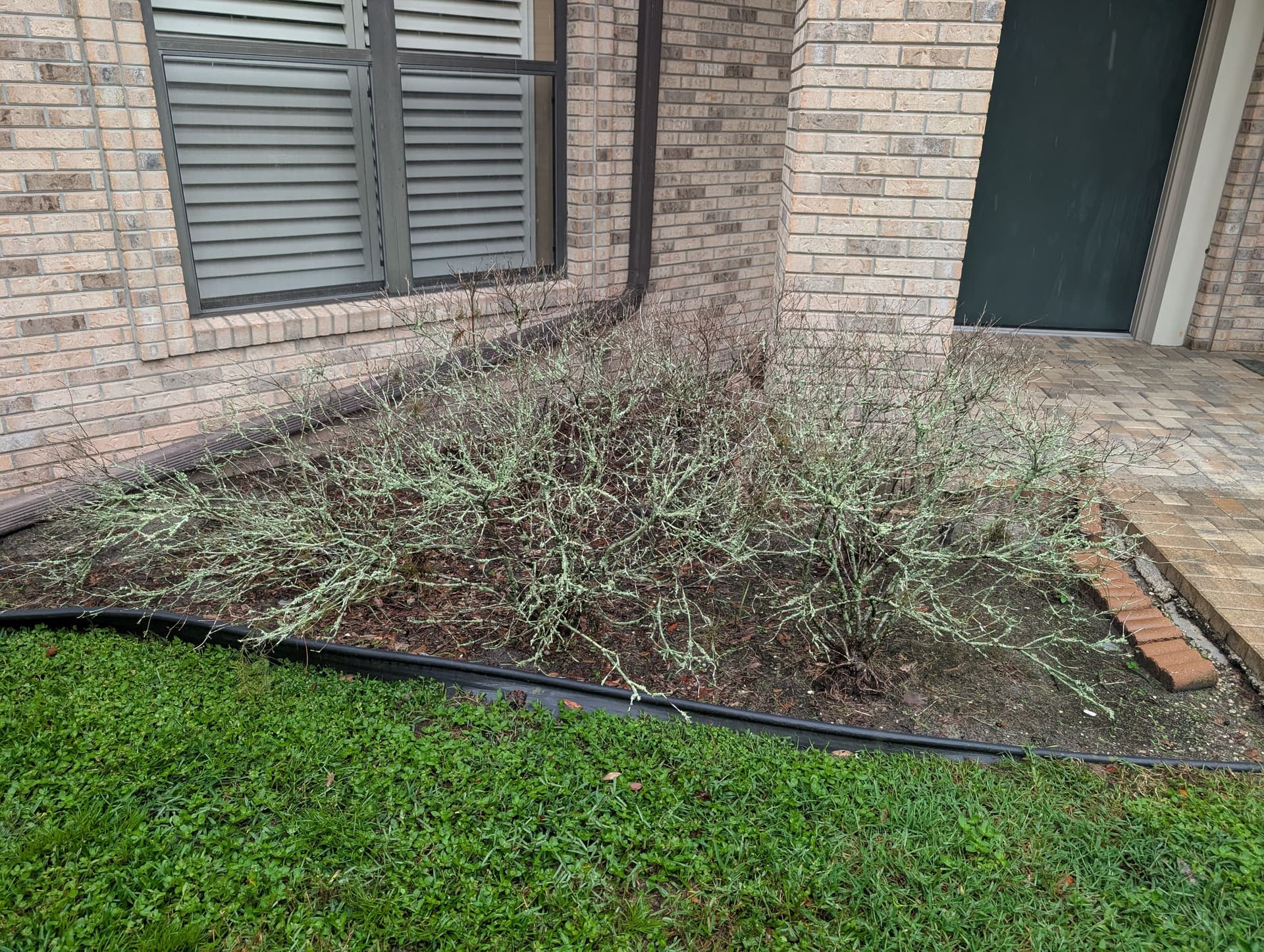 Gallery photos for Carrollwood Landscape Refresh Gets This Home Market-Ready: Image #2